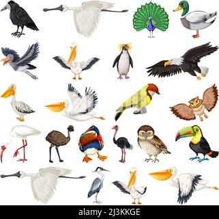 Different kinds of wild birds illustration Stock Vector Image & Art - Alamy