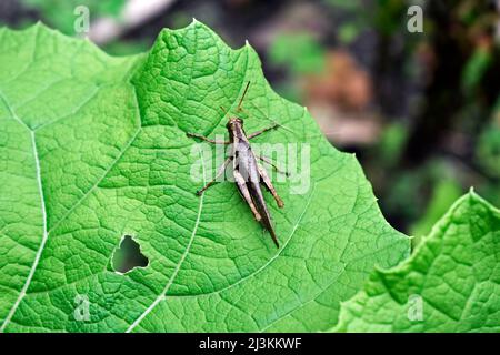 Brown grasshopper on green leaf Stock Photo