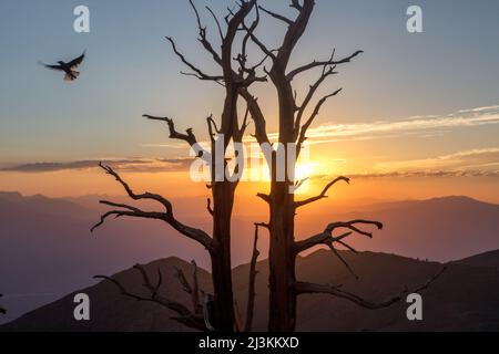 Great Basin Bristlecone Pines (Pinus longaeva) at sunset with a bird in flight overhead, Ancient Bristlecone Pine Forest