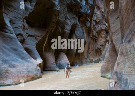 A young woman explores the upper reaches of The Narrows in Zion National Park. Stock Photo