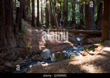 A man walks across a fallen tree in a redwood forest. Stock Photo