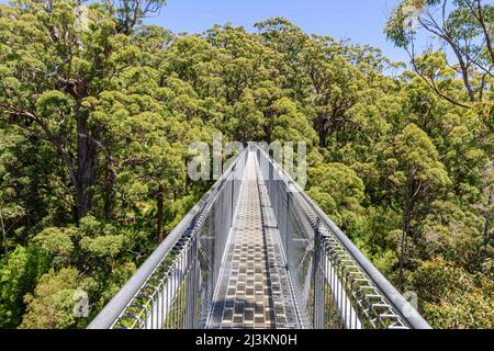 The Valley of the Giants Tree Top Walk walkway through the Red Tingle forest canopy, Walpole Nornalup National Park, Western Australia, Australia Stock Photo