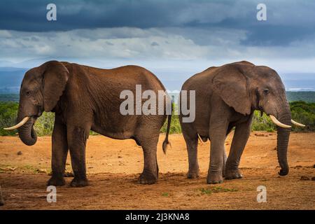 Two African elephants (Loxodonta) standing on the savanna back to back under a stormy sky at Addo Elephant National Park; Eastern Cape, South Africa Stock Photo