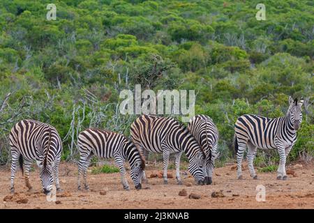 Zebras (Equus zebra) standing on the savanna grazing at Addo Elephant National Park; Eastern Cape, South Africa Stock Photo
