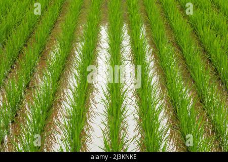 Detail of young rice in paddy field; Sichuan, China Stock Photo