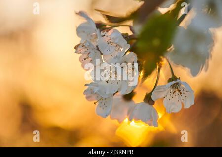 Close-up of flower blossoms of the sour cherry tree (Prunus cerasus) backlit with golden sunlight in spring; Bavaria, Germany Stock Photo