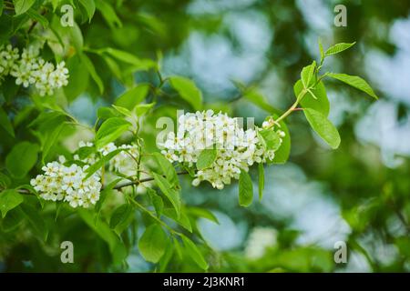 Close-up of flower blossoms and leaves of the bird cherry tree (Prunus padus); Bavaria, Germany Stock Photo
