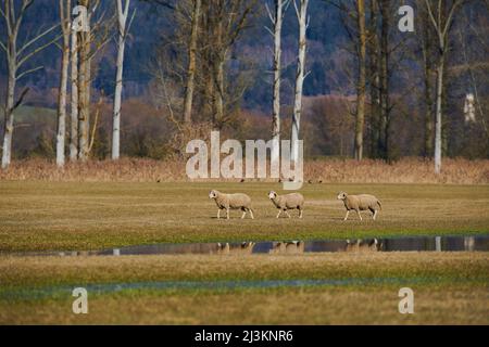 Three sheep (Ovis aries) walking on a meadow with water puddles; Upper Palatinate, Bavaria, Germany Stock Photo