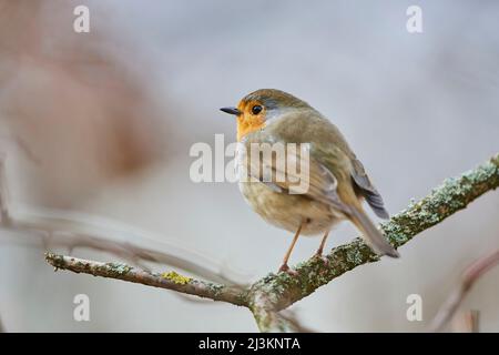 European robin (Erithacus rubecula) perched on a branch; Bavaria, Germany Stock Photo