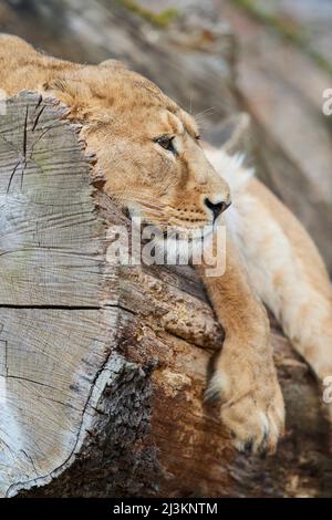 Asiatic lioness (Panthera leo leo), or Indian Lioness, resting on a log; Germany Stock Photo