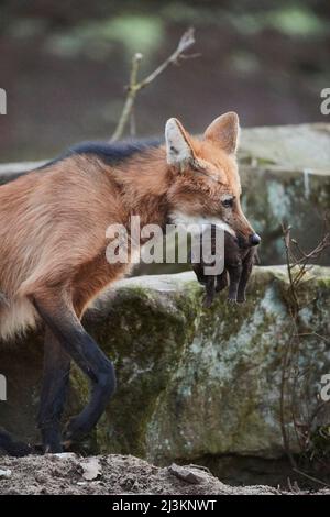 Maned wolf (Chrysocyon brachyurus) carrying a small cub, captive; Germany Stock Photo