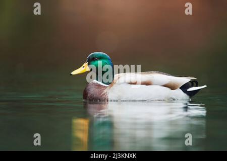 Mallard (Anas platyrhynchos) male on a lake; Bavaria, Germany Stock Photo