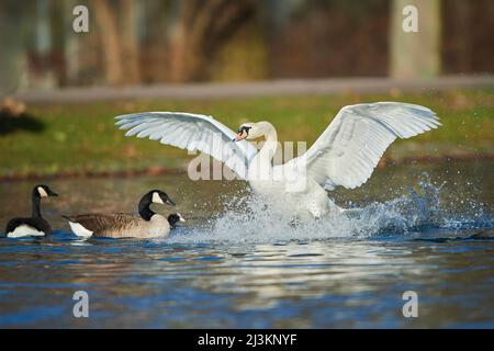 Mute swan (Cygnus olor) splashing upon landing on a lake with Canada geese (Branta canadensis) and a duck; Bavaria, Germany Stock Photo