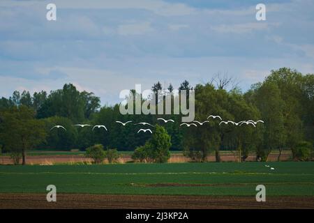 Flock of Mute swans (Cygnus olor) flying over farmland in the Bavarian Forest; Bavaria, Germany Stock Photo