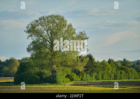 Great European aspen (Populus tremula) tree and farmland in the Bavarian Forest; Bavaria, Germany Stock Photo