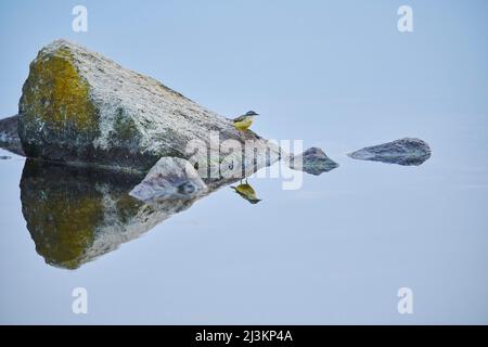 Western yellow wagtail (Motacilla flava) sitting on rock in the Danubia river at sunset; Bavaria, Germany Stock Photo