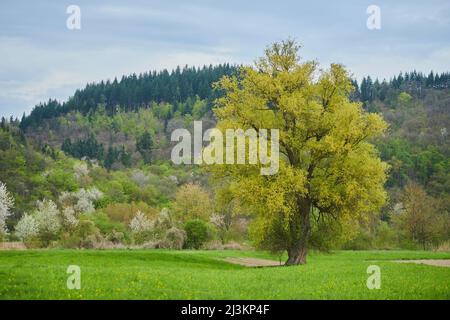 Crack willow and brittle willow (Salix fragilis) tree; Bavaria, Germany Stock Photo