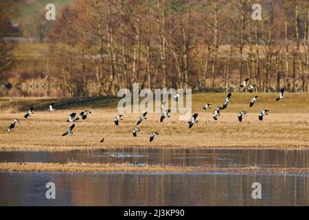 Flock of Northern lapwings (Vanellus vanellus) flying over a body of water; Bavaria, Germany Stock Photo