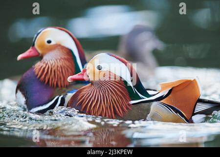 Mandarin duck (Aix galericulata) males swimming on a lake; Bavaria, Germany Stock Photo