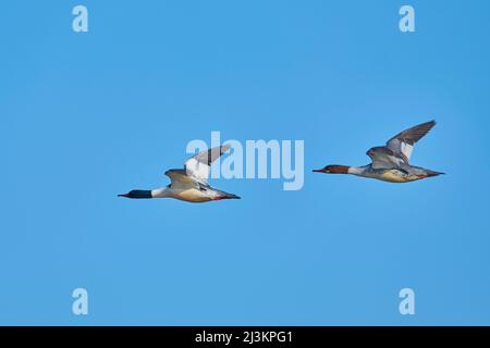 Two Common mergansers or goosanders (Mergus merganser) in flight in a bright blue sky; Bavaria, Germany Stock Photo