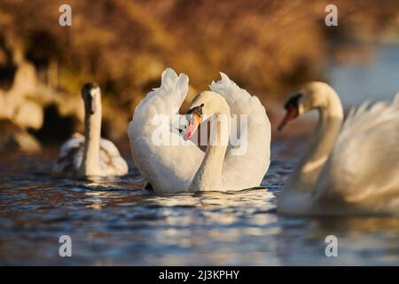 Mute swan (Cygnus olor) swimming on the Donau River on a sunny day; Bavaria, Germany Stock Photo
