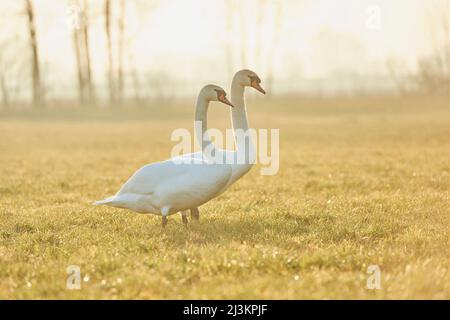 Two Mute swans (Cygnus olor) standing on a meadow bathed in warm sunlight; Upper Palatinate, Bavaria, Germany Stock Photo