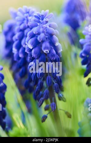 Armenian grape hyacinth or garden grape-hyacinth (Muscari armeniacum); Bavaria, Germany Stock Photo