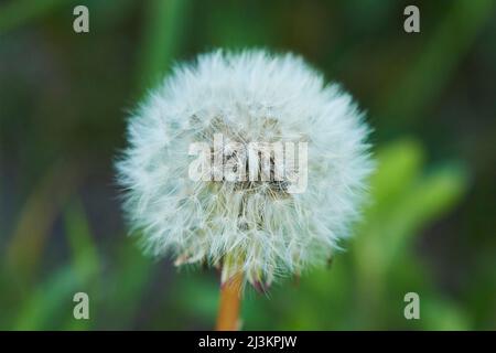 Close-up detail of a dandelion seedhead (Taraxacum sect. Ruderalia); Bavaria, Germany Stock Photo