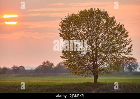 Norway maple (Acer platanoides) tree at sunset; Bavaria, Germany Stock Photo