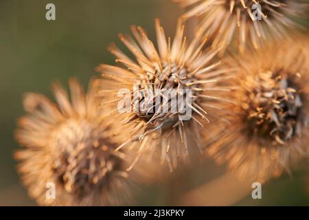 Greater burdock, gobo, edible burdock, lappa, beggar's buttons, thorny burr or happy major (Arctium lappa) seeds; Upper Palatinate, Bavaria, Germany Stock Photo