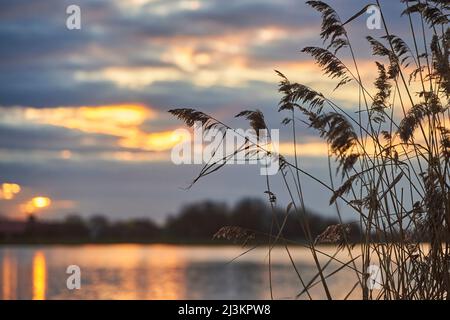 Common reed (Phragmites australis) at the shore of Donau River at sunset; Bavaria, Germany Stock Photo