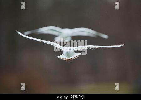 Black-headed gulls (Chroicocephalus ridibundus) in winter plumage in flight; Bavaria, Germany Stock Photo