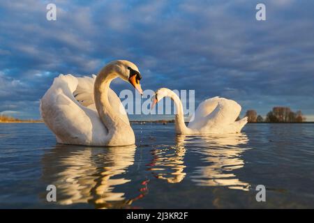 Two Mute swans (Cygnus olor) swimming at sunset on Donau River with water dripping off their beaks; Upper Palatinate, Bavaria, Germany Stock Photo