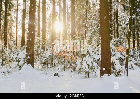 Snowy Norway spruce (Picea abies) forest; Bavaria, Germany Stock Photo
