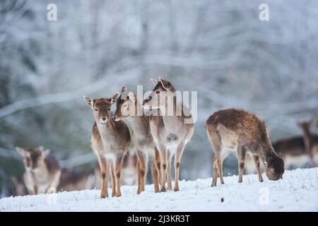 Fallow deer (Dama dama) herd on a meadow, three does standing close side by side while the others are grazing; Bavaria, Germany Stock Photo