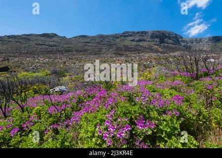Wildflowers on the Western Cape of South Africa Stock Photo