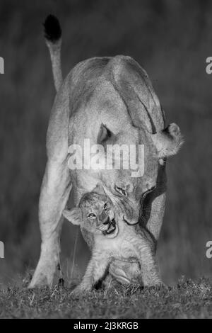 Lioness (Panthera leo) biting cub on scruff of neck, Serengeti National Park; Arusha Region, Tanzania Stock Photo