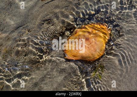 Crab hidden in the sand under the shallow water at Crescent Beach in the cold Pacific Ocean of BC, Canada; Surrey, British Columbia, Canada Stock Photo