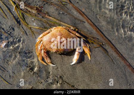 Crab on the sand under the shallow water at Crescent Beach in the cold Pacific Ocean of BC, Canada; Surrey, British Columbia, Canada Stock Photo