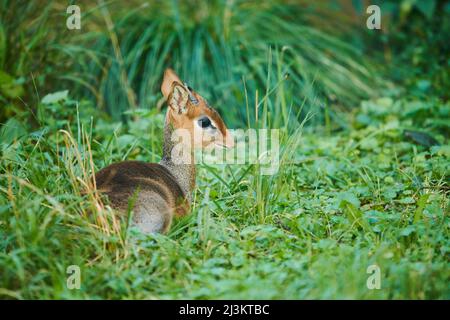 Kirk's dik-dik (Madoqua kirkii), captive; Czech Republic Stock Photo