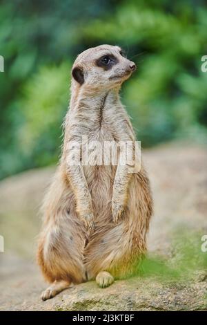 Portrait of a Meerkat or suricate (Suricata suricatta), captive; Bavaria, Germany Stock Photo