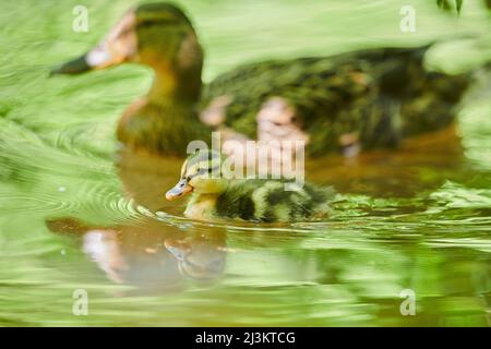 Mallard or wild duck (Anas platyrhynchos) and duckling swimming in water with mirror image reflection on the surface; Bavaria, Germany Stock Photo