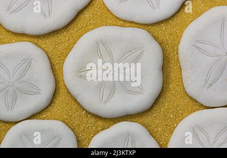 Sand Dollars at the beach, flat lay macro closeup. Burrowing sea urchin in the Clypeasteroida order, used for decorations and souvenirs. Stock Photo
