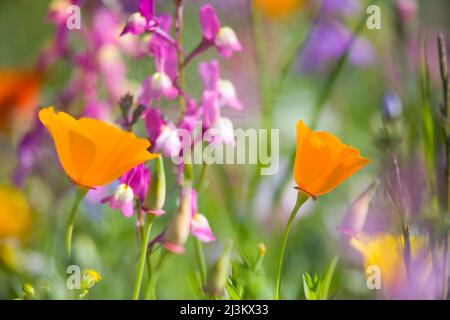 Colourful display of wildflowers in bloom in Mount Hood National Forest; Oregon, United States of America Stock Photo