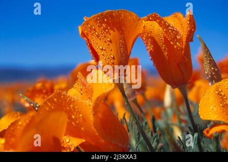 Blooming California poppies (Eschscholzia californica) with water droplets under a blue sky with sunlight, Antelope Valley California Poppy Reserve... Stock Photo