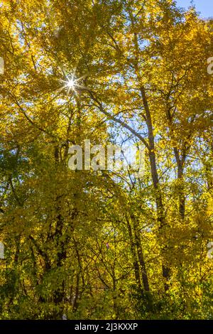 Sunburst shines through golden foliage on trees; Edmonton, Alberta, Canada Stock Photo