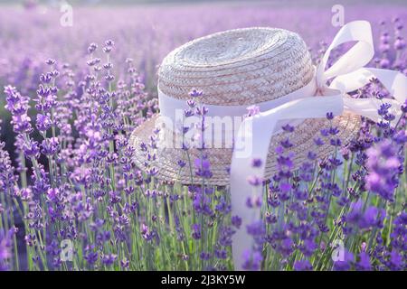 Hoa lavender: \