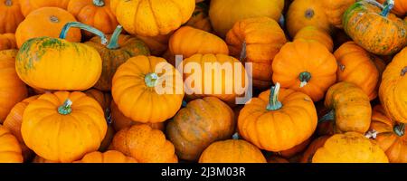 Pile of pumpkins for sale at Jean-Talon Market; Montreal, Quebec, Canada Stock Photo