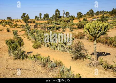 in ethiopia africa cactus plant texture like backround abstract in the ...