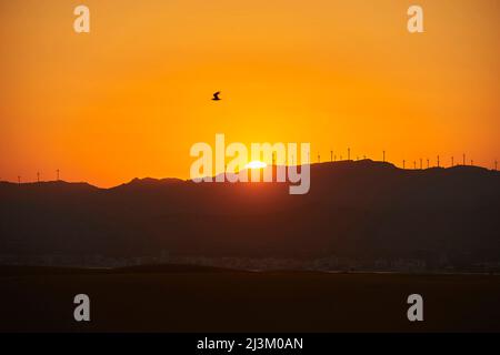 Seagull flying in the golden glowing sky at sunset over wind turbines in a wind farm; Catalonia, Spain Stock Photo